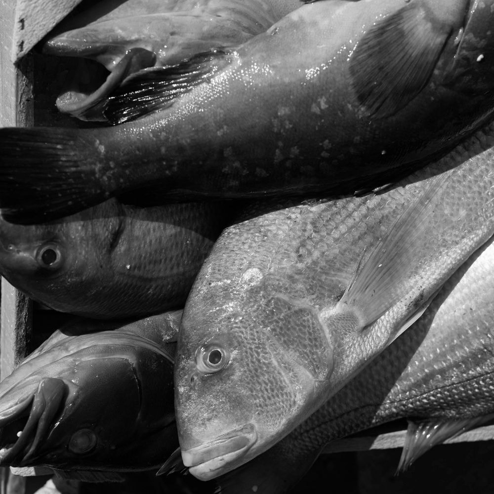 La Bouillabaisse Locality Fresh